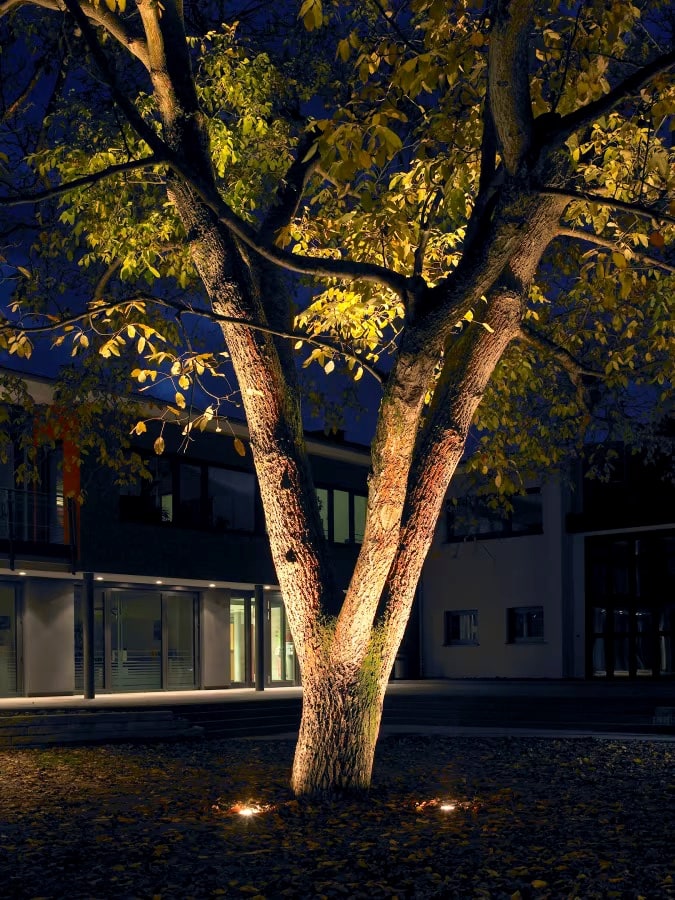 In-ground lighting illuminating a mature tree